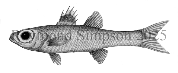 Epigonus zonatus